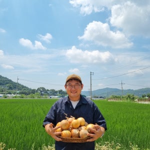 풍정농원 경남산청 국내산 햇양파 저장용 양파 10kg 15kg