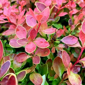 매자나무 빨강 주황 핑크 오렌지앨프 18cm 조경수 JB