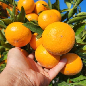 농장이필요해 고당도 제주 감귤 타이벡감귤 3kg 5kg 10kg