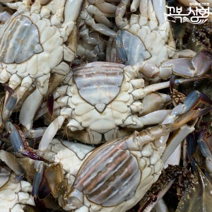 업소용 알배기 암꽃게 10kg 간장게장용[꼬복상회]