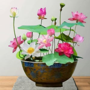 연꽃 키우기 관상용 미니 연꽃 씨앗 수련 식물 씨앗 100알