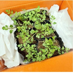 미나리 모종 밭 돌 산 나물 미나리 묘종 베란다 텃밭 미나리 키우기 6주