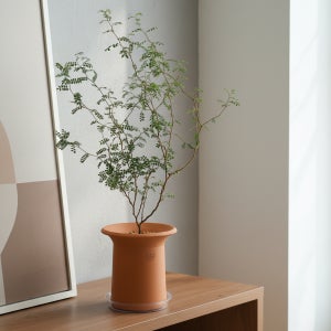 마오리 소포라 공기정화식물 중형 반려식물 키우기 플랜트메이트