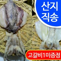 [임피수산]반건조 갑오징어 1마리(대 23cm)/군산산지 직배송