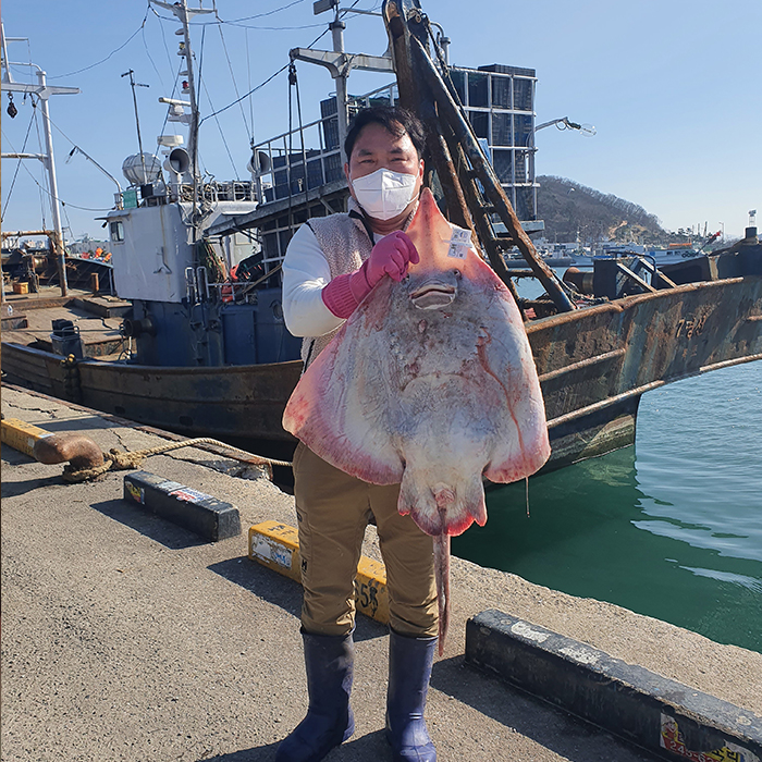 HB 국내산 삭힌 흑산 홍어 약한맛 500g +홍어애
