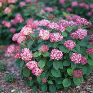 컬러초이스 아나벨수국 루비아나벨 19cm 화분 묘목 관상수 조경수 JB