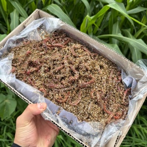 정우 크릴 혼무시 500g 국산 참갯지렁이 돌돔 참돔 바다낚시 원투낚시 미끼