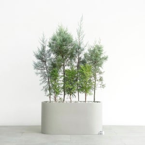 블루아이스 썰프레아 측백 플랜트박스 옥상조경 화단 겨울식물 월동가능 개업화분