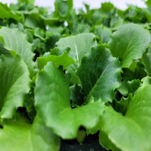 여름 상추 모종 씨앗 베란다 텃밭 아삭이 유럽 상추 모종 세트