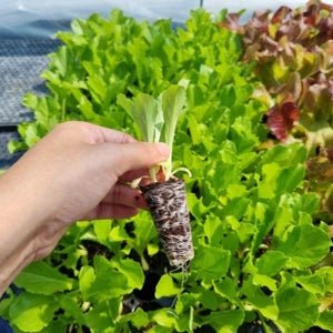 여름 상추 모종 씨앗 베란다 텃밭 아삭이 유럽 상추 모종 청로메인 100개 세트