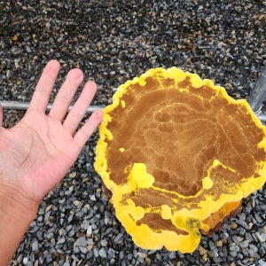 유기농 2년생 장수 상황버섯 원물 직판 250g (특품)