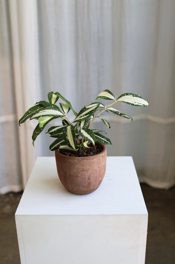 [<b>위트</b>앤<b>그라스</b>/동일품] 밀키웨이