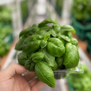 바질 100g 스마트팜 생바질 프리미엄 허브 프레시그램