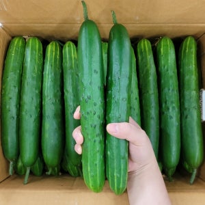 맛통령 취청오이 국내산 청오이 가시 피클 오이