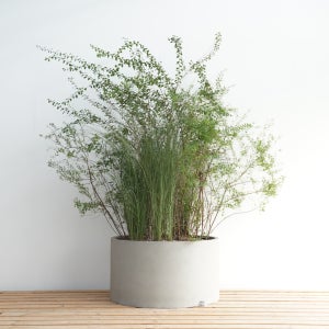 장미조팝 설류화 억새 특대형 실린더화분 이동식화단 플랜트박스 베란다 테라스 옥상조경 월동식물