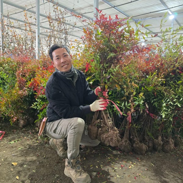 남천나무 남천 80cm [농장직송]