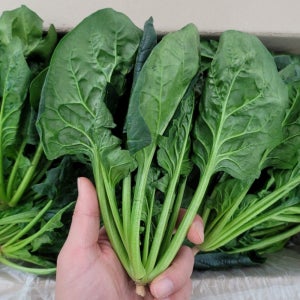 맛통령 국내산 시금치 1kg 2kg 4kg