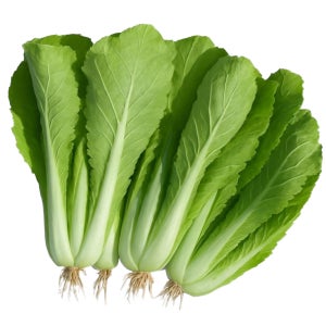 맛통령 국내산 얼갈이배추 1kg 2kg 4kg