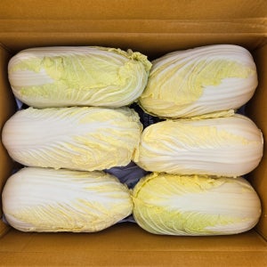 맛통령 알배추 알배기배추 쌈배추
