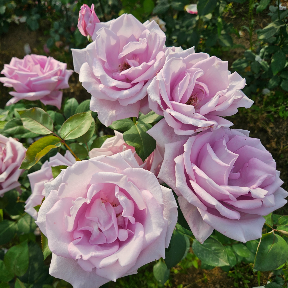 블루문(Blue Moon) 독일 사계 정원 장미 (비닐포트묘)