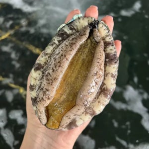 [백콩] 산지직송 완도 전복 활전복 특대 1kg 가정용 선물세트 손질칼 포함