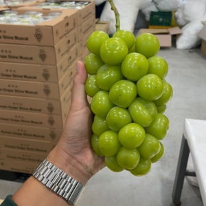 수출농가 직영 프리미엄 고당도 수출 샤인머스켓(수출용)