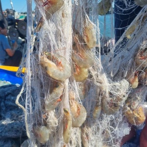 안면도 자연산 대하 생물 암대하 2kg / 구이용 찜용 캠핑/산지직송