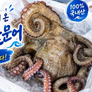 [오성수산] 자연산 여수 돌문어 쫄깃한 식감의 생물돌문어