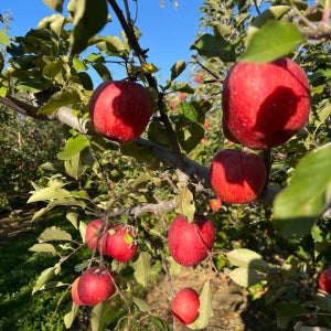 문경사과 완타치 농장 문경 미얀마부사(3kg,5kg)