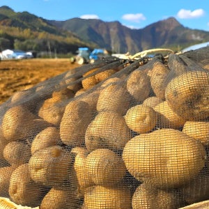 25년 수확 햇 감자 두백감자 강원도 국내산 5kg 10kg 20kg