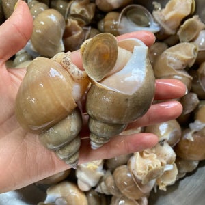 백골뱅이 1kg 백고동 골뱅이 생골뱅이 백골뱅이탕 생물 냉동