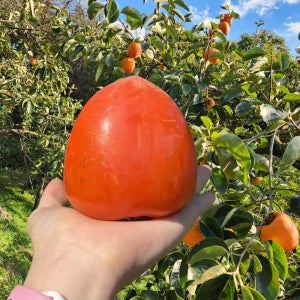 광양 대봉 홍시 단감 곶감 감말랭이 선물용 가정용 아이스홍시 냉동 대봉감