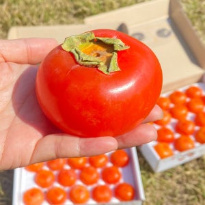 [농부직송] 부드럽고 달달한 감 청도반시 홍시 진영단감 2.5kg 5kg