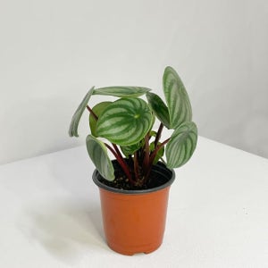 [솔가든]수박페페 실내공기정화 반음지 식물 키우기