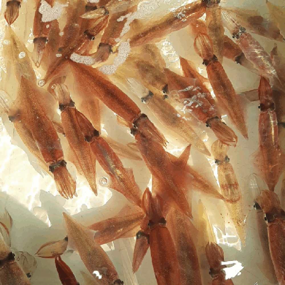 국내산 총알 한입 한치 오징어 통찜 볶음 숙회 500g