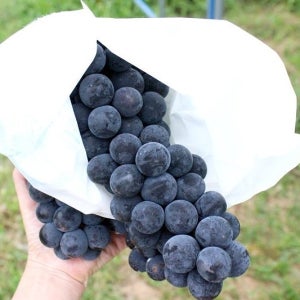 캠벨포도 3KG~4KG 영동포도 고당도 머루포도 세레단 켐벨