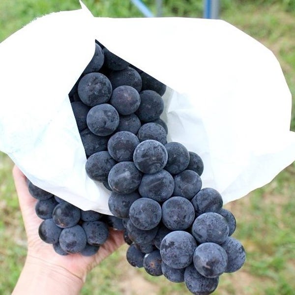 캠벨포도3KG~4KG 영동포도 고당도 머루포도 캠밸포도 세레단