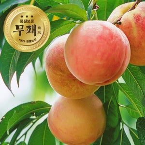 [한정판매] 실패 없는 무패복숭아 2kg 4kg