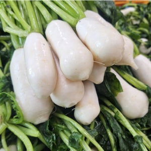 강원도 정선 초롱무 알타리절임 10KG