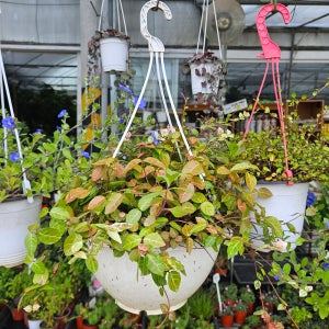 행잉 덩쿨식물 오색마삭줄 마삭식물 대품