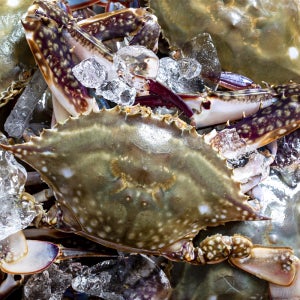 서해안 활꽃게 봄 암꽃게 활암꽃게 게 급냉 꽃게 알배기 톱밥꽂게 숫꽃게