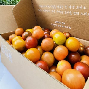 당일수확 방울토마토 2.5kg 4.5kg 대추 방울토마토 (레드/3색 선택)