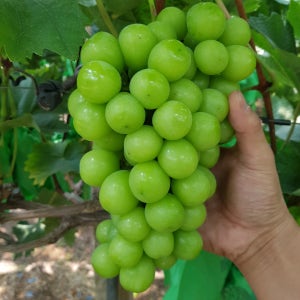 샤인머스켓 청포도 씨없는포도 여름포도 1kg 2kg
