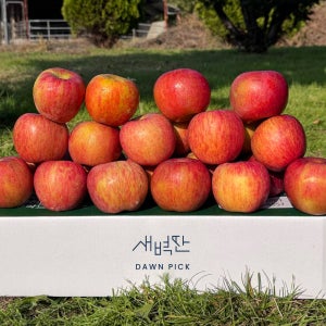 청송 얼음골 햇사과 부사 홍로사과