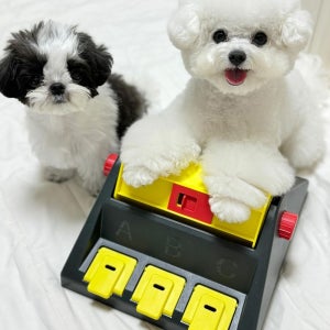 강아지노즈워크 단계별 퍼즐 반려견 장난감 어려운 오래노는 트라이앵글 퍼즐 (레벨4)