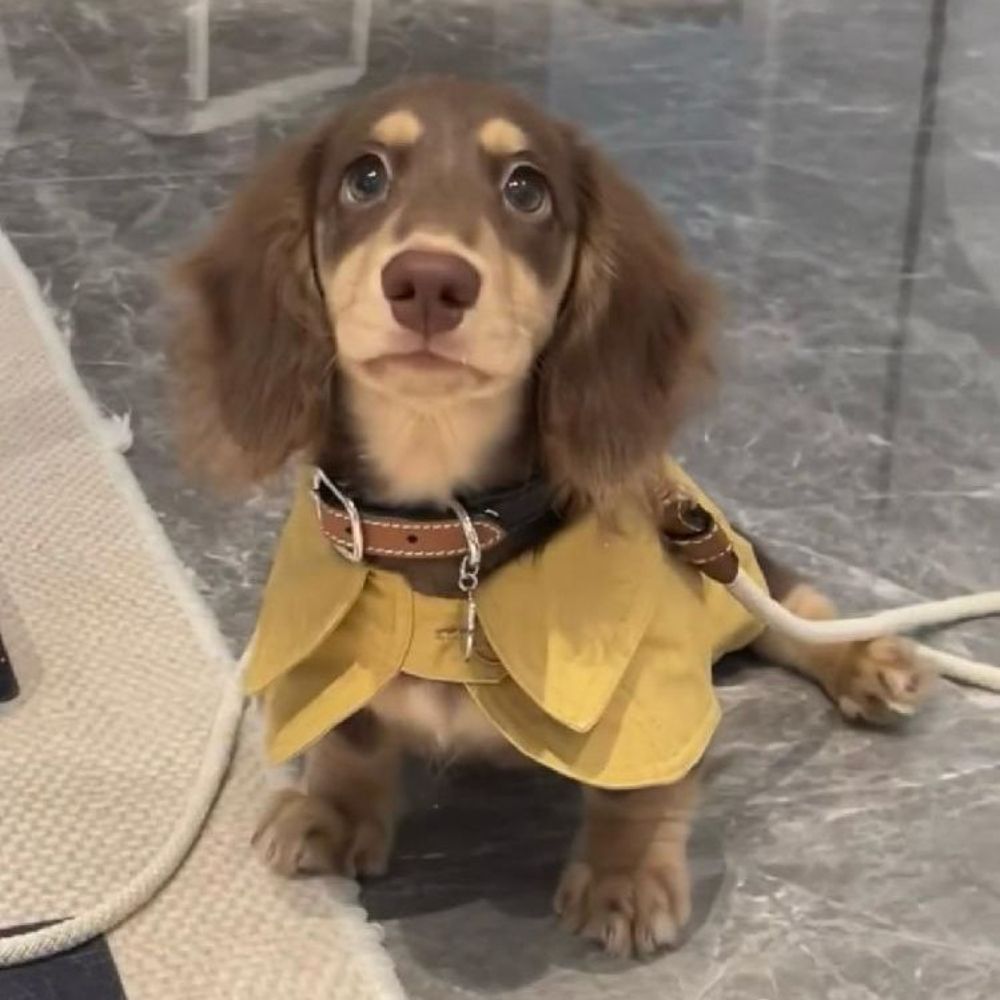 강아지 트렌치 코트 원피스 고양이 귀여운 아우터 포메라니안 스타일 중형 스쿨룩