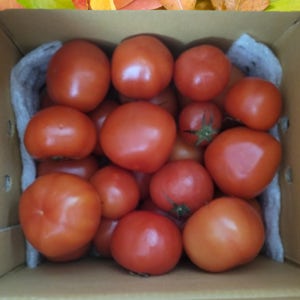 쥬스용 토마토 기스 완숙 찰 못난이 짭짤이 토마토 주스용