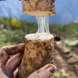 국내산 안동 장마 산마 마사토 참마 산지직송 진주 생마