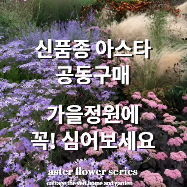 코티지더베르 신품종 아스타 가을꽃 정원식물 노지월동 야생화