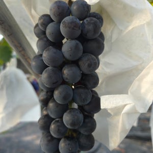 고당도 상주 포도 거봉 캠벨포도 샤인머스켓 3kg 4kg